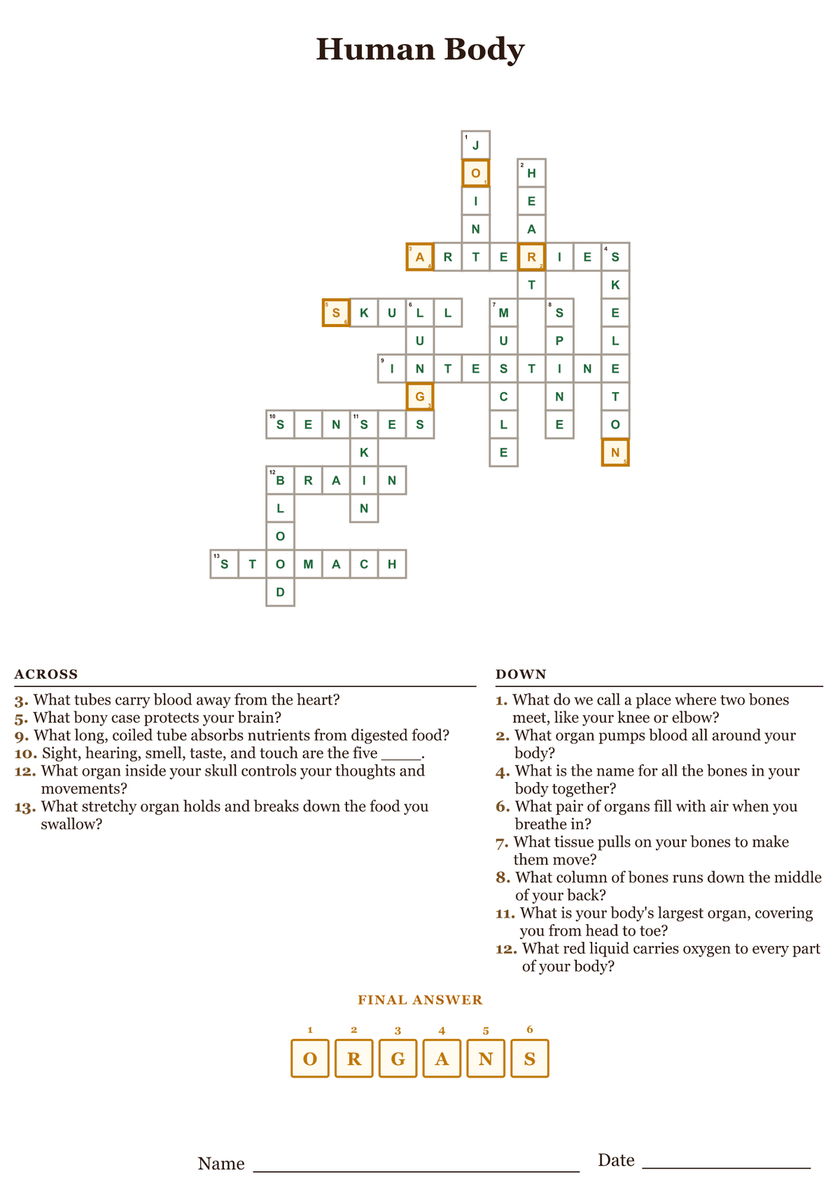 Human body crossword puzzle answer key, all answers filled in
