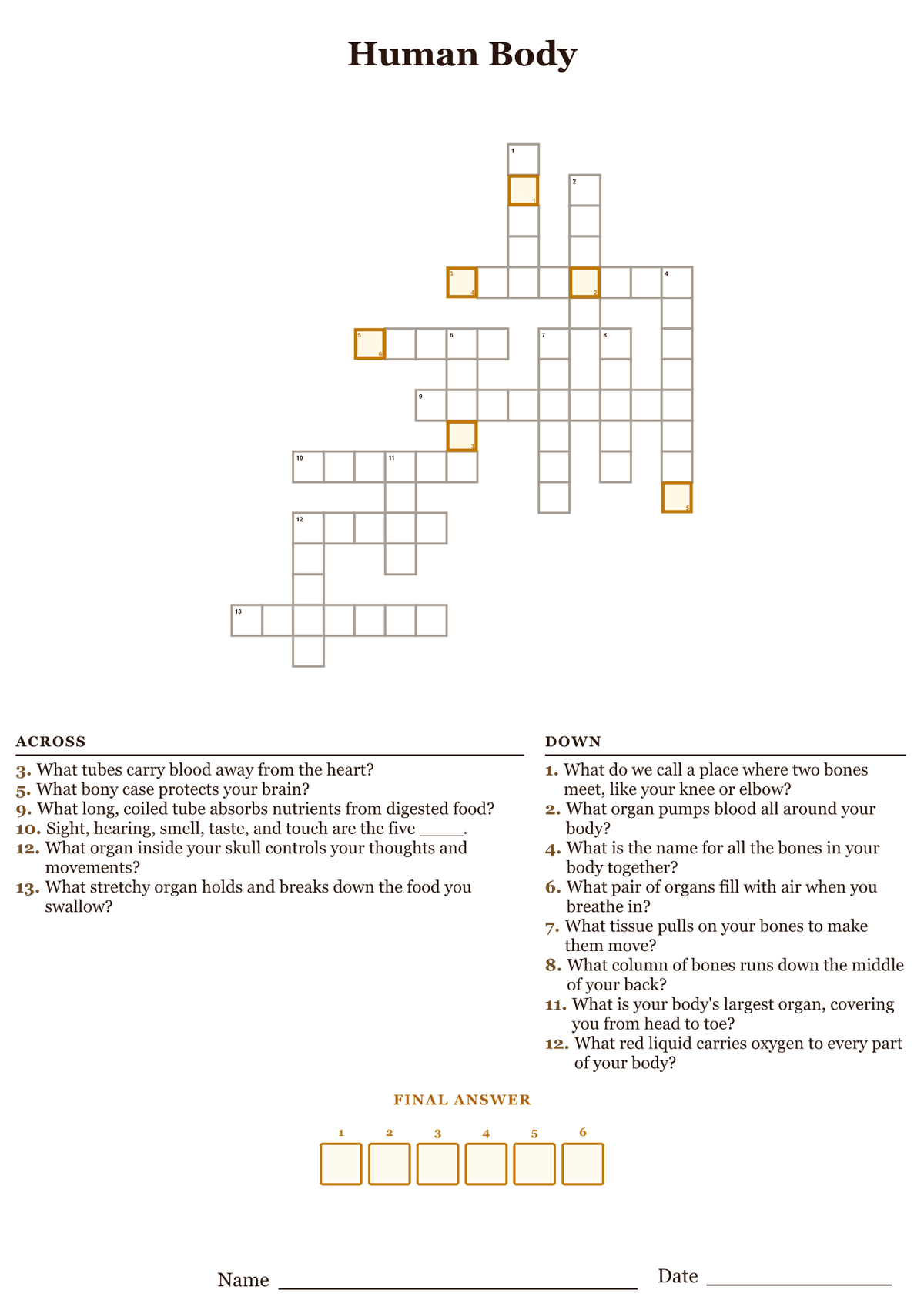 Printable human body crossword puzzle with clues about organs, bones, muscles, and the senses
